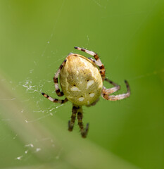 Macrophotographie d'une araignée - Epeire à quatre points - Araneus quadratus