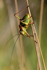 Macrophotographie d'un insecte - Ephippigère des vignes - Ephippiger ephippiger