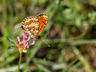 Macrophotographie d'un insecte - Mélitée orangée - Melitaea didyma