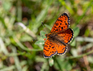 Macrophotographie d'un insecte - Mélitée orangée - Melitaea didyma
