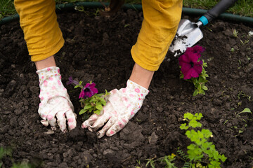Fototapeta premium A gardener puts the plant in the soil, hands closeup.