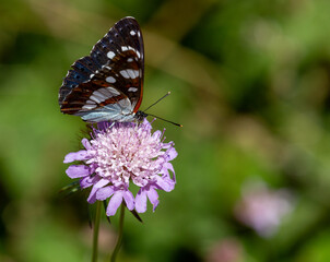 Macrophotographie d'un insecte - Sylvain azuré - Limenitis reducta