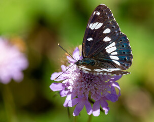 Macrophotographie d'un insecte - Sylvain azuré - Limenitis reducta