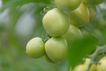 A sprig of green tomatoes on a tree. Tomato vegetable farming. Close up of young green tomatoes