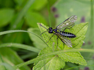 Macrophotographie d'un insecte - Tenthredo notha