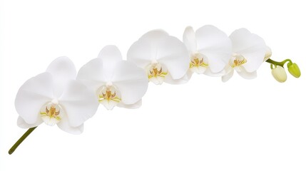 Obraz premium A branch of white orchids with yellow centers and green buds, isolated on a white background.
