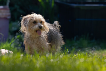 small happy Yorkie in yard