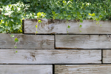 Retaining wall made from 6x6 landscape timbers with ivy covering the top