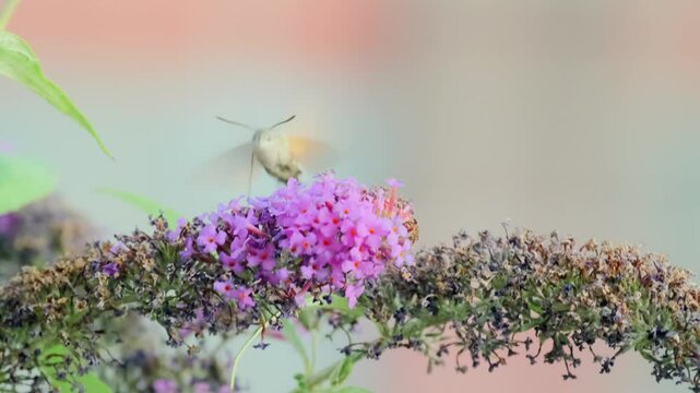 Cute flying insect hawk moth hummingbird hovers collecting nectar above the flowers of the Buddleja alternifolia bush, close up.