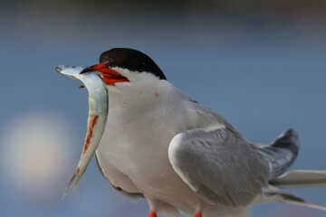 common tern detail