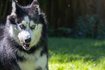 Surprised Husky making a funny face with ears back