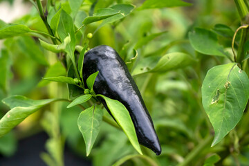 A vegetable garden with a growing black pepper closeup.
