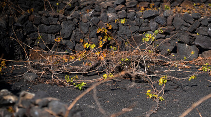 Vineyards in the black lava ground with a growing grapes of La Geria, Lanzarote Island.