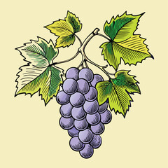 Obraz premium Bunch of Hand drawn grape vine drawing illustration. Vintage hand drawn grape branches illustration design.