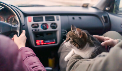 People travel  with  the beloved cat on a car trip.