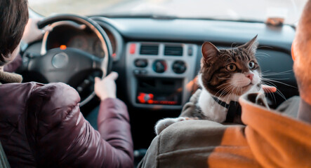 People travel  with  the beloved cat on a car trip.