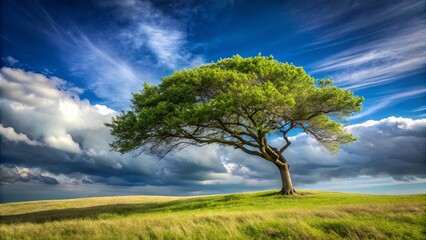 Fototapeta premium Resilient lone tree bending gracefully in the wind