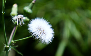 Detail of flowers of ornamental plants in the park. Decorative plants. Close-up of flowers on blurred background. Summer, season, flowers in the park.