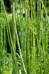 Photo of young bamboo shoots. Green natural background.