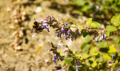 A bumblebee suspended on a plant flower. Close-up of a bumblebee pollinating a blue flower of a wild plant. Nature, insect, season, flower, plant.