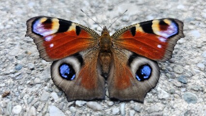 peacock butterfly from above