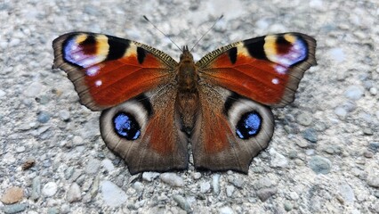peacock butterfly from above