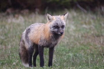 Red fox (Vulpes vulpes)  Newfoundland, Canada