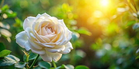 A beautiful white rose blooming in a garden setting