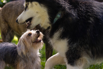 Large Husky and small Yorkie smile at dog park