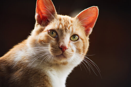 Gato com um olhar misterioso. 