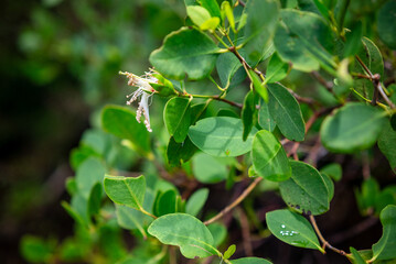 Obraz premium Green background. Sonneratia alba mangrove tree flower