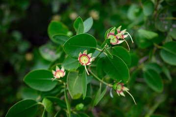 Green background. Sonneratia alba mangrove tree flower