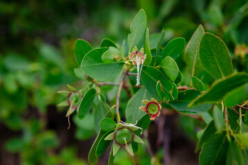 Obraz premium Green background. Sonneratia alba mangrove tree flower