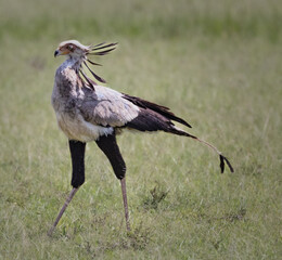 Real Africa life Secretary Bird