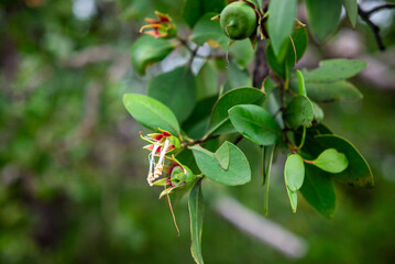 Green background. Sonneratia alba mangrove tree flower