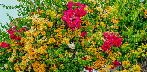 Bougainvillea Strauch in Algarve (Portugal)