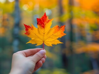 Autumnal Maple Leaf in Hand Against Blurred Woodland Backdrop
