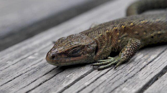 Common Lizard