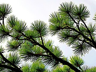 pine branch on white background