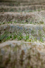 Natural background. White sea sand covered with moss