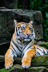 The Bengal tiger (Panthera tigris tigris) was estimated at comprising fewer than 2,500 wild individuals by 2011. 
The coat is yellow to light orange, with stripes ranging from dark brown to black.