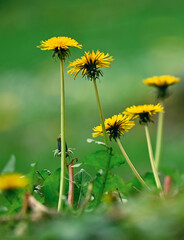 Beautiful close-up of taraxacum officinale