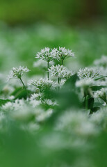 Beautiful close-up of allium ursinum