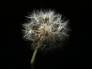 dandelion on black