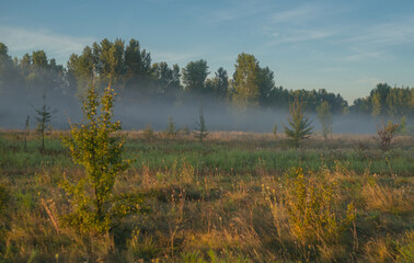 A soft summer morning mist drapes the fields near the city at the end of August, weaving through the golden grasses and whispering the promise of a new day.