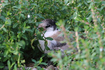 common tern detail