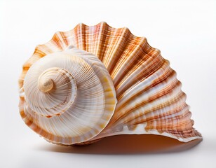 Sea shells on a white background