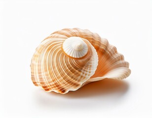 Sea shells on a white background