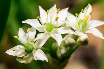 white magnolia flower
