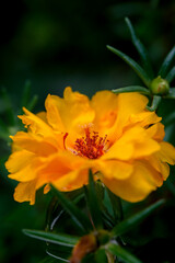 yellow flower on green background